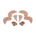 Human Brain Model, 8 part - 3B Smart Anatomy......
