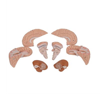 Human Brain Model, 8 part - 3B Smart Anatomy......