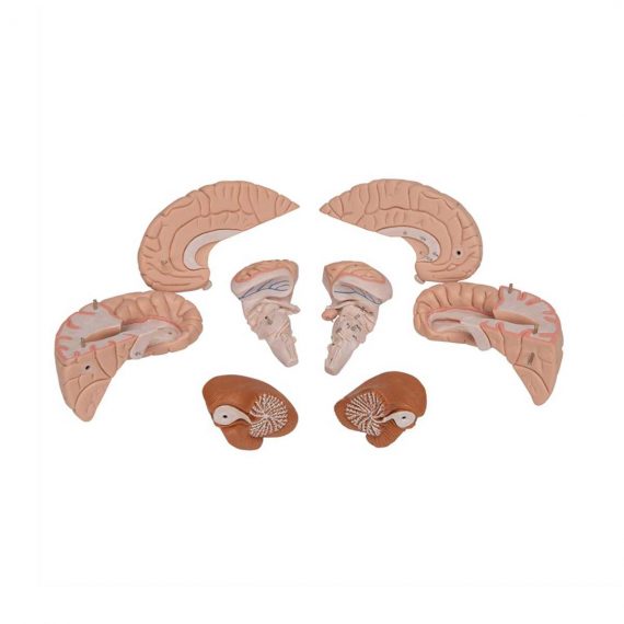 Human Brain Model, 8 part - 3B Smart Anatomy......