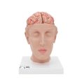 Human Brain Model with Arteries on Base of Head, 8 part - 3B Smart Anatomy