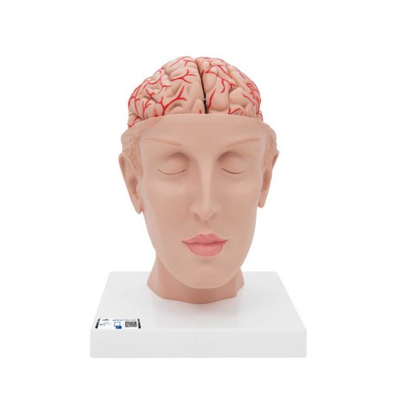 Human Brain Model with Arteries on Base of Head, 8 part - 3B Smart Anatomy