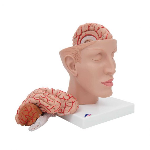 Human Brain Model with Arteries on Base of Head, 8 part - 3B Smart Anatomy..