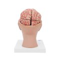 Human Brain Model with Arteries on Base of Head, 8 part - 3B Smart Anatomy....