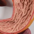 Human Digestive System Model, 3 part - 3B Smart Anatomy....
