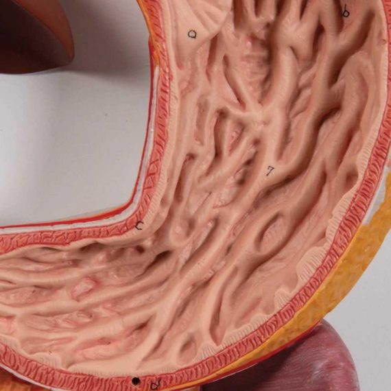 Human Digestive System Model, 3 part - 3B Smart Anatomy....