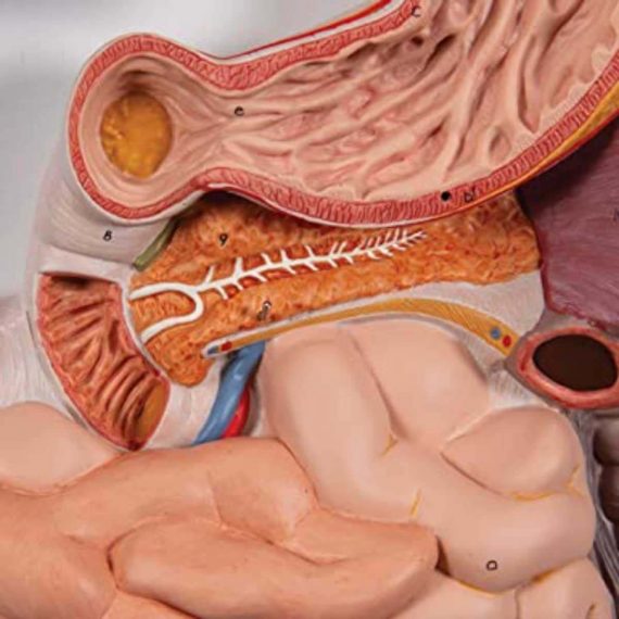Human Digestive System Model, 3 part - 3B Smart Anatomy......