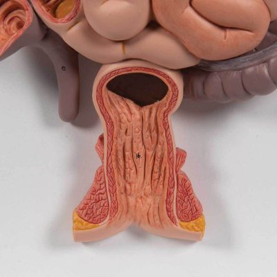 Human Digestive System Model, 3 part - 3B Smart Anatomy........
