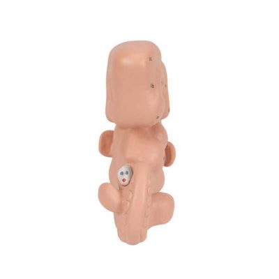Human Embryo Model, 25 times Life-Size - 3B Smart Anatomy......