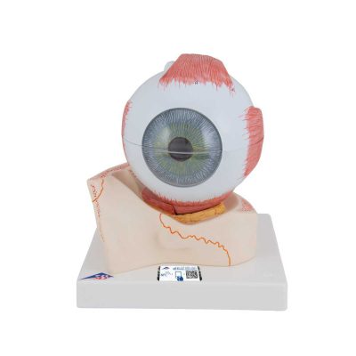 Human Eye Model, 5 times Full-Size, 7 part - 3B Smart Anatomy