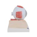 Human Eye Model, 5 times Full-Size, 7 part - 3B Smart Anatomy....