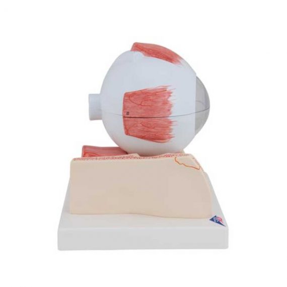 Human Eye Model, 5 times Full-Size, 7 part - 3B Smart Anatomy....