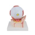 Human Eye Model, 5 times Full-Size, 7 part - 3B Smart Anatomy......