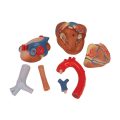 Human Heart Model, 7 part - 3B Smart Anatomy........