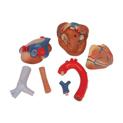 Human Heart Model, 7 part - 3B Smart Anatomy........