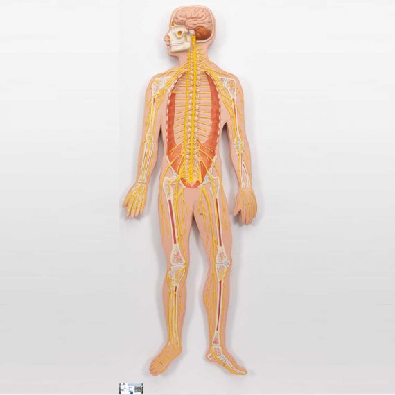 Human Nervous System Model, 1-2 Life-Size - 3B Smart Anatomy