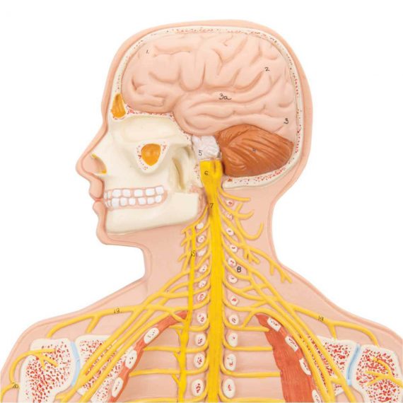 Human Nervous System Model, 1-2 Life-Size - 3B Smart Anatomy..