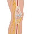 Human Nervous System Model, 1-2 Life-Size - 3B Smart Anatomy......