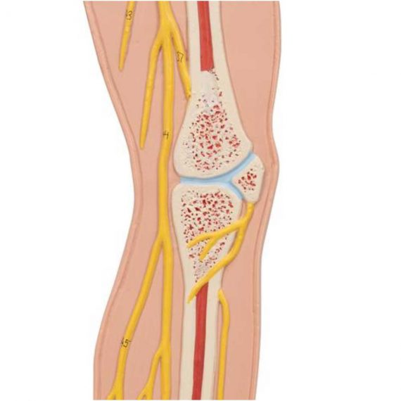 Human Nervous System Model, 1-2 Life-Size - 3B Smart Anatomy......