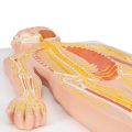 Human Nervous System Model, 1-2 Life-Size - 3B Smart Anatomy..........