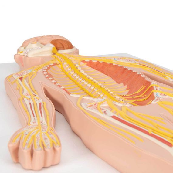 Human Nervous System Model, 1-2 Life-Size - 3B Smart Anatomy..........