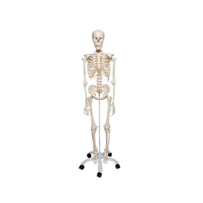 Human Skeleton Model Stan - 3B Smart Anatomy