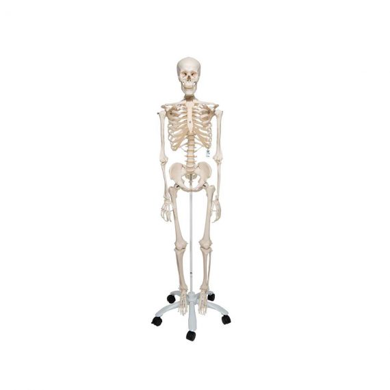Human Skeleton Model Stan - 3B Smart Anatomy
