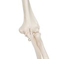 Human Skeleton Model Stan - 3B Smart Anatomy......