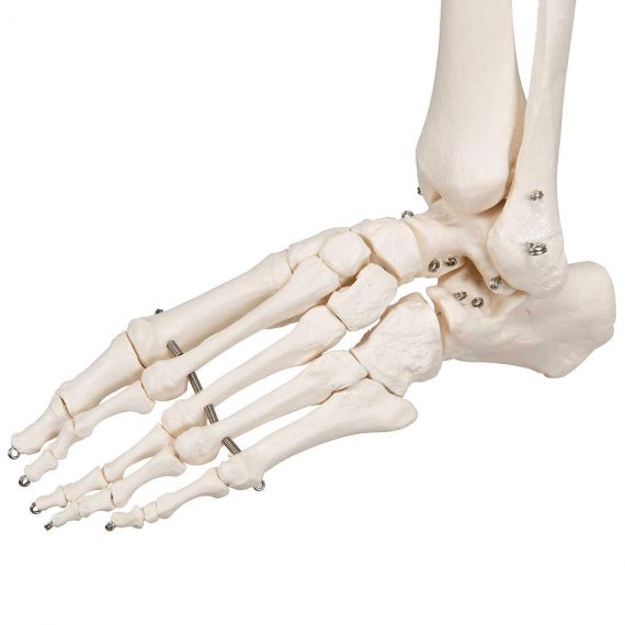 Human Skeleton Model Stan - 3B Smart Anatomy............