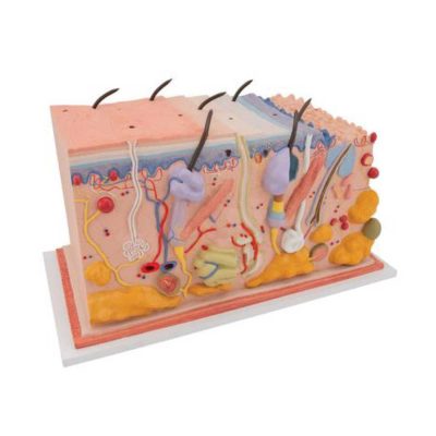 Human Skin Section Model, 70 times Full-Size - 3B Smart Anatomy
