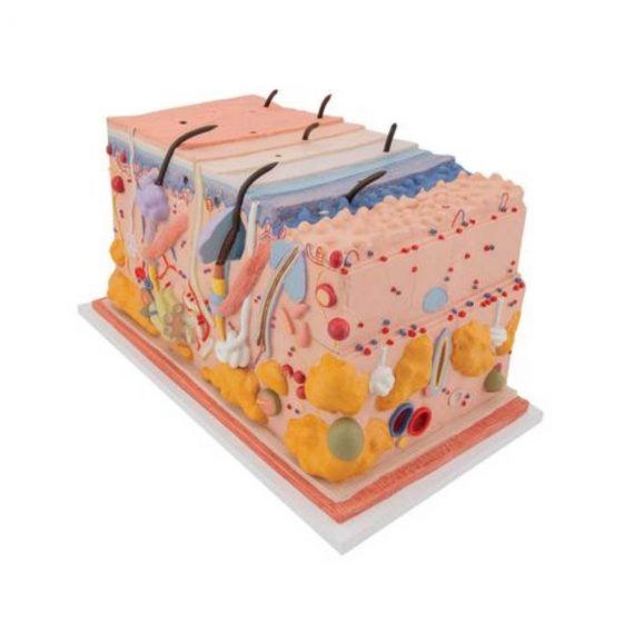 Human Skin Section Model, 70 times Full-Size - 3B Smart Anatomy..