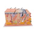 Human Skin Section Model, 70 times Full-Size - 3B Smart Anatomy....