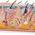 Human Skin Section Model, 70 times Full-Size - 3B Smart Anatomy......