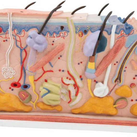 Human Skin Section Model, 70 times Full-Size - 3B Smart Anatomy......