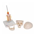 Human Skull Model on Cervical Spine, 4 part - 3B Smart Anatomy..