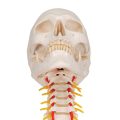Human Skull Model on Cervical Spine, 4 part - 3B Smart Anatomy......
