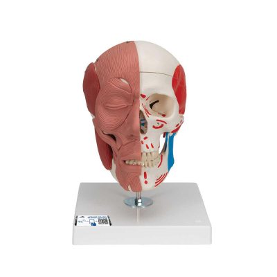 Human Skull with Facial Muscles - 3B Smart Anatomy