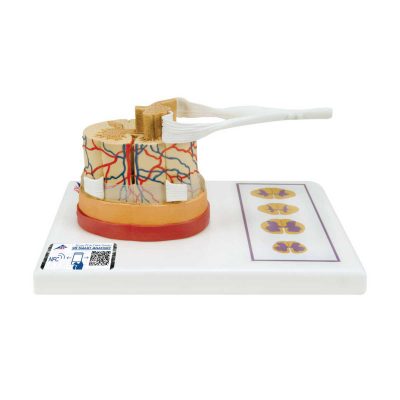 Human Spinal Cord Model, 5 times Life-Size - 3B Smart Anatomy
