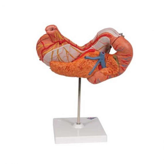 Human Stomach Model, 3 part - 3B Smart Anatomy