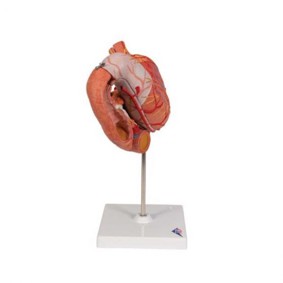 Human Stomach Model, 3 part - 3B Smart Anatomy....