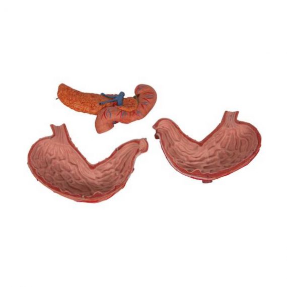 Human Stomach Model, 3 part - 3B Smart Anatomy......