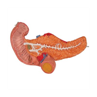 Human Stomach Model, 3 part - 3B Smart Anatomy........