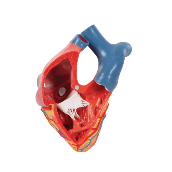 Life-Size Human Heart Model, 5 parts with Representation of Systole - 3B Smart Anatomy..........