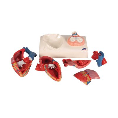 Life-Size Human Heart Model, 5 parts with Representation of Systole - 3B Smart Anatomy............