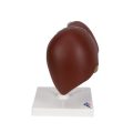 Liver Model with Gall Bladder - 3B Smart Anatomy..