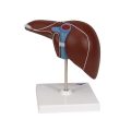 Liver Model with Gall Bladder - 3B Smart Anatomy....