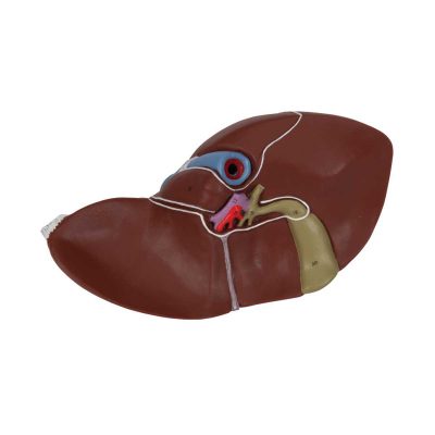 Liver Model with Gall Bladder - 3B Smart Anatomy......