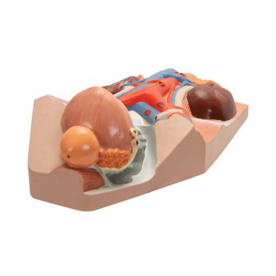 Male Urinary System Model, 3&4 Life-Size - 3B Smart Anatomy