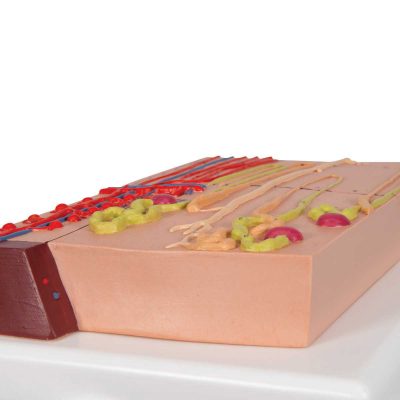 Nephrons and Blood Vessels Model, 120 times Full-Size - 3B Smart Anatomy..