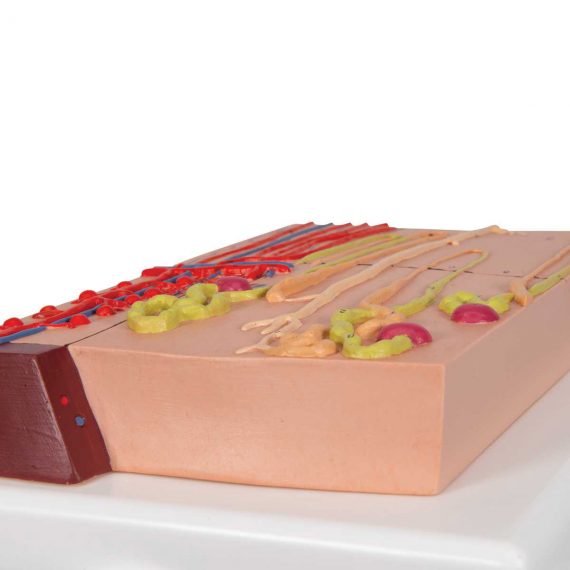 Nephrons and Blood Vessels Model, 120 times Full-Size - 3B Smart Anatomy..