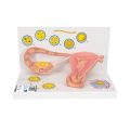 Ovaries & Fallopian Tubes Model with Stages of Fertilization, 2-times magnified - 3B Smart Anatomy